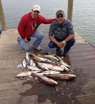 Big catch of fresh fish on dock.