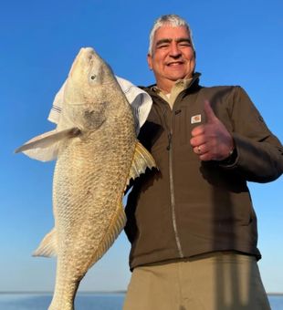 Giant Black Drum in South Padre Island