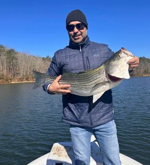 Stripe Bass Catch in North Georgia Fishing! 