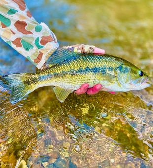 Bass on the fly near Hot Springs