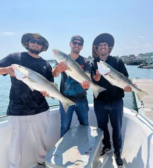 Great Cape Cod Striped Bass action for this crew.