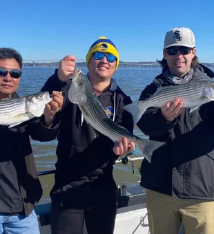 Stripped Bass Bounty In California Waters