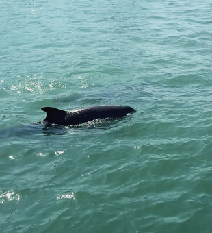 Dolphin cruise in Clearwater Beach with calm waters.

