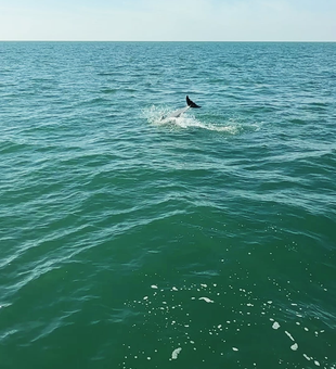 View of Flippers Fun Boat and dolphins in Clearwater Beach waters.