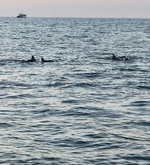 Children laughing as dolphins jump near their boat Clearwater Beach.