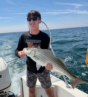 Beautiful Cape Cod Bay striped bass caught on deck!