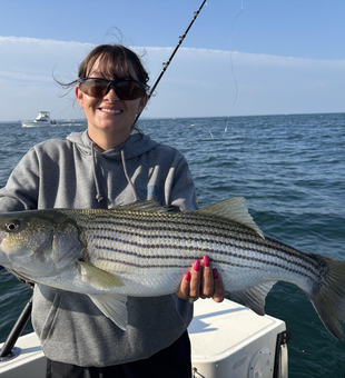 Huge 228-inch Striped Bass reeled in off Barnstable!