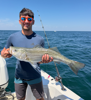 Cape Cod Bay striped bass makes for excellent fishing!