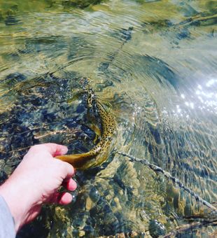 Fly fishing adventures await you.