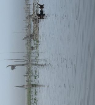 Foggy morning fishing conditions in Interlachen Florida.