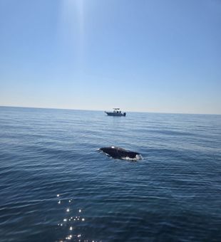 Alabama Fishing Charters Graceful Whale