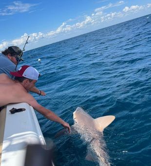 Gentle encounter with a majestic shark!