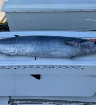 Winter Wahoo Bite is here, 45-65 pounds!