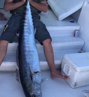 Wahoo bite is on!!! Book your Gulfstream trip!