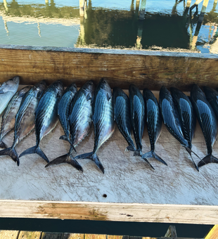 Atlantic Bonito and Little Tunny from Wrightsville Beach waters!