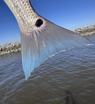 Reeling in a beauty on a tranquil day.