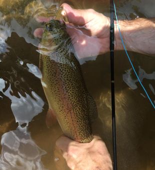 Brown Trout, Wade fishing 2023