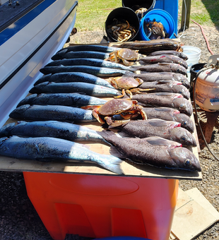Black rockfish and crabs from Oregon Coast trolling success!