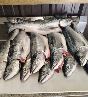 Fresh Oregon Coast Coho salmon ready for the table!