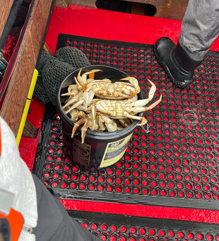 Fresh Oregon Coast crabs ready for the cooler!