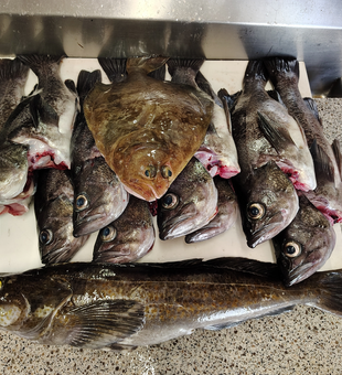 Oregon Coast lingcod and black rockfish fresh on deck!