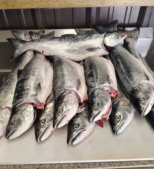 Pacific City Coho salmon ready for the table!