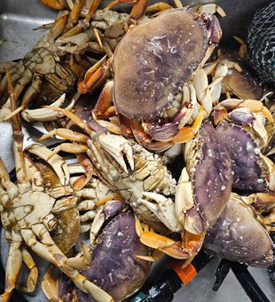 Pacific City Dungeness crabs ready for the table!