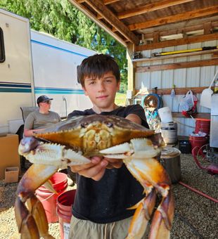 Monster Dungeness crab moment!