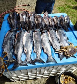 Loaded table of coho and crab!