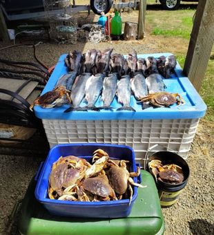 Massive coho and crab haul!