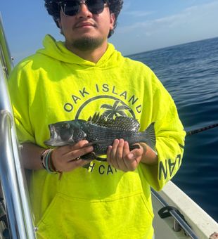 Nice black sea bass from Denver NC waters!