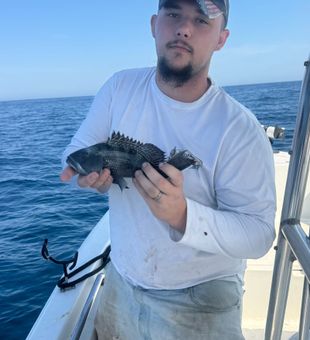 Nice black sea bass from Denver NC waters!