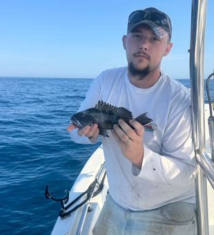 Nice black sea bass from Denver NC waters!