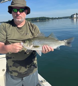 Beautiful striped bass from Denver NC waters!