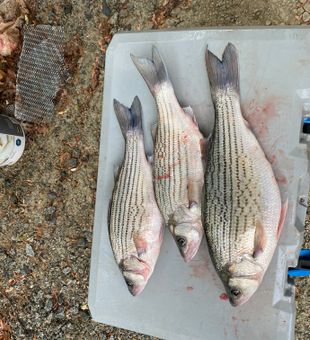 Fresh Denver NC striped bass ready for the table!