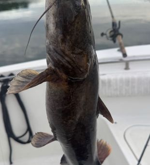 Nice flathead catfish from Denver NC waters!