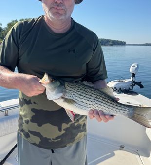 Beautiful striped bass from Denver NC waters!