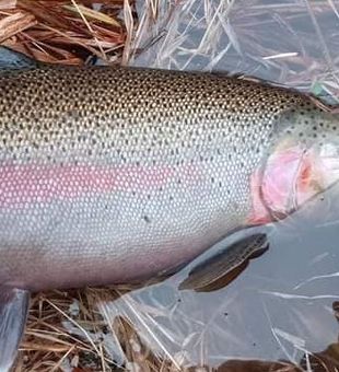 Rainbow Fishing