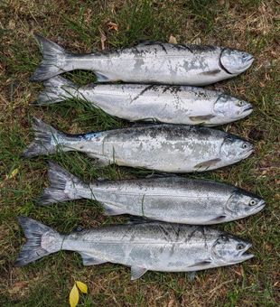 Productive salmon bite!