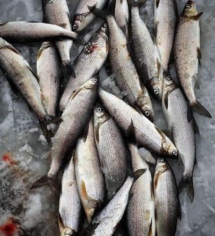Icy whitefish payoff!