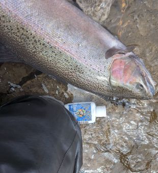 Massive rainbow trout landed!
