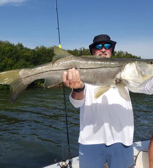 Massive Snook caught near the mangroves!