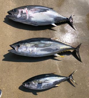 A strong tuna haul with Makai Charters in Rehoboth Beach.