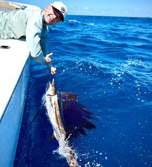 Atlantic sailfish action in San Juan PR waters!