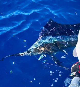Bringing in a beautiful billfish in San Juan waters!