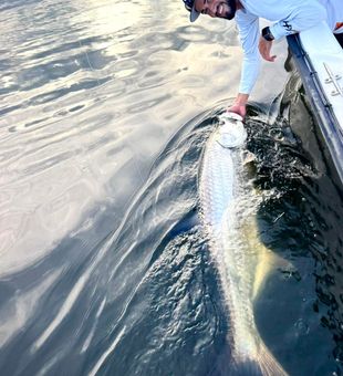 Sailfish runs heat up Puerto Rico’s northern coast.