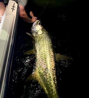 Massive San Juan tarpon ready for the boat!