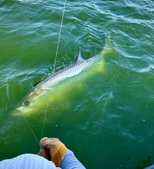 Massive tarpon hooked in San Juan waters!