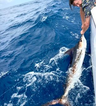 Looking for the ultimate Caribbean adventure? Big game fishing in San Juan delivers excitement from the first cast to the final fight.