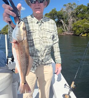 Beautiful Cortez FL redfish ready for the cooler!